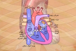 مريض القلب في شهر رمضان
